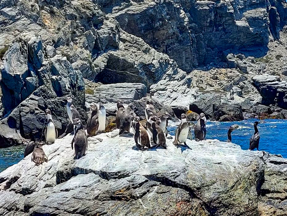 Programa Nacional Islas Ballestas